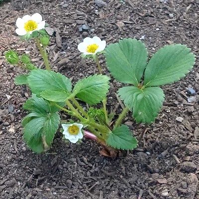 Calling all of Halifax&rsquo;s green thumbs: What kind of garden are you growing this year?