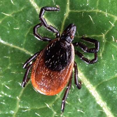 What's your closest encounter with ticks and Lyme disease this year?