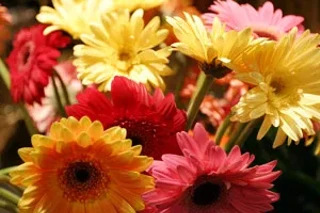 Image: Best Flower Shop