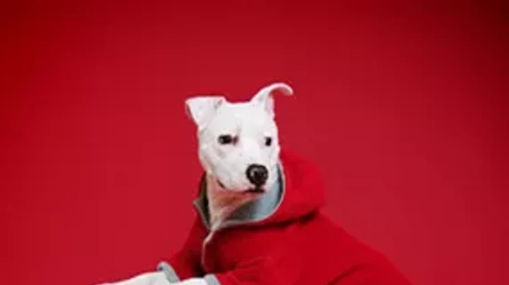 Image: Dog shopping in Halifax