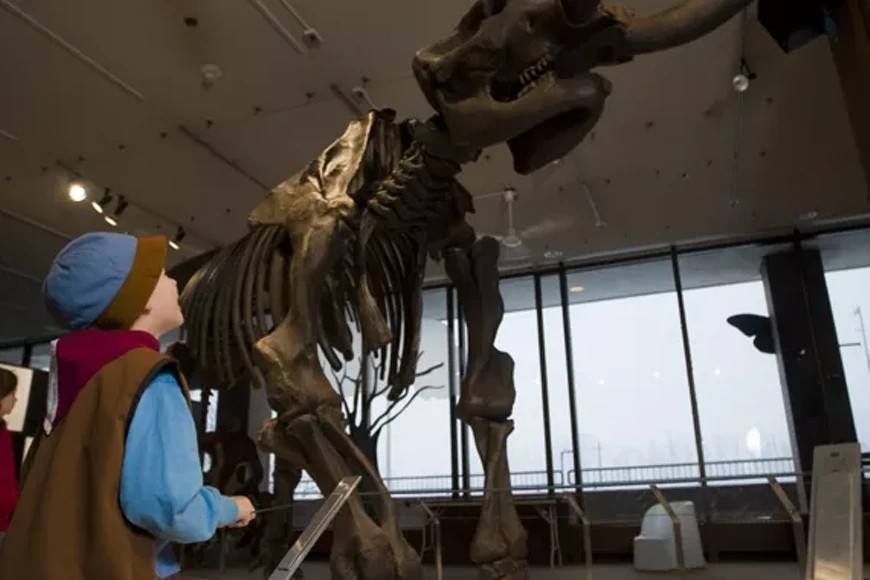 natural_history.webp