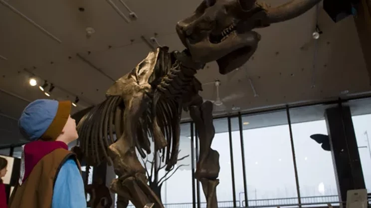 Image: Nova Scotia Museum of Natural History