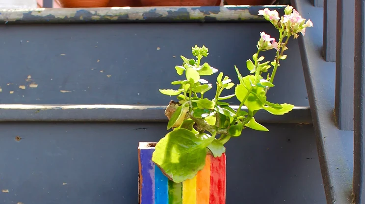 Image: Review: Arjun Lal&rsquo;s Queer Gardens at the Khyber