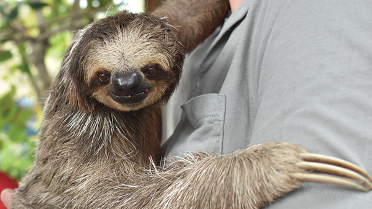 Image: Take it slow with Lilo the sloth