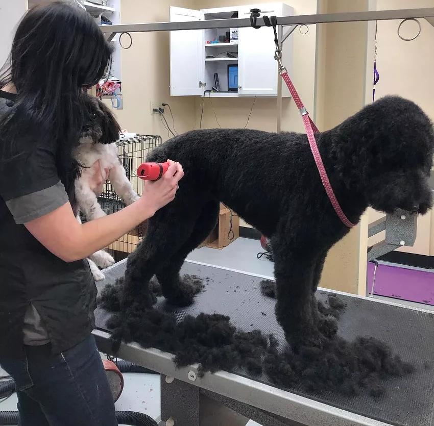 Best Dog Groomer