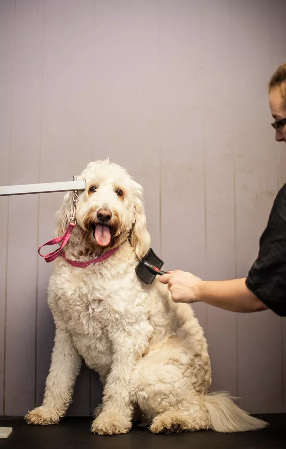 Best Dog Groomer